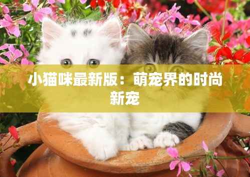 小猫咪最新版：萌宠界的时尚新宠