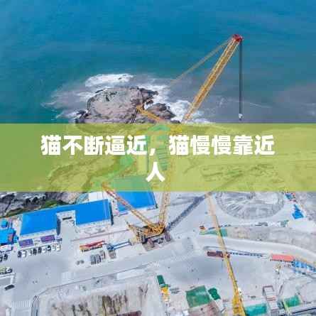 猫不断逼近，猫慢慢靠近人 