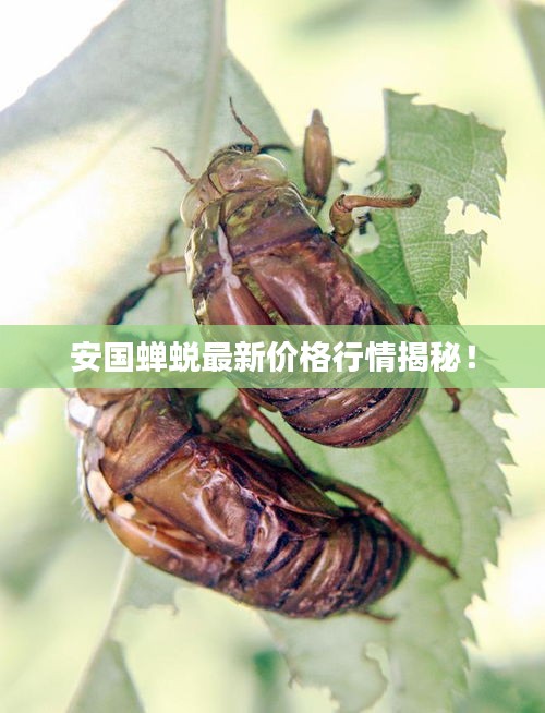 安国蝉蜕最新价格行情揭秘!