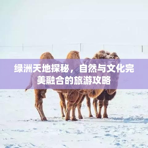 绿洲天地探秘,自然与文化完美融合的旅游攻略
