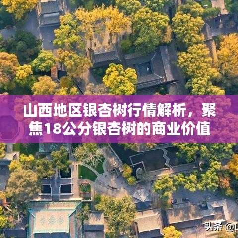 山西地区银杏树行情解析,聚焦18公分银杏树的商业价值