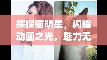 探探猫明星,闪耀动画之光,魅力无限!